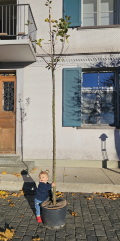 Johanna und ihr Apfelbaum